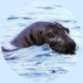Cliquer pour lire le texte